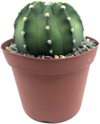 Miniatura 2 de Cactus de lirio de Pascua de 8 pulgadas, Echinopsis Subdenudata, totalmente enraizado, resistente y tolerante a la sequía, fácil de cultivar