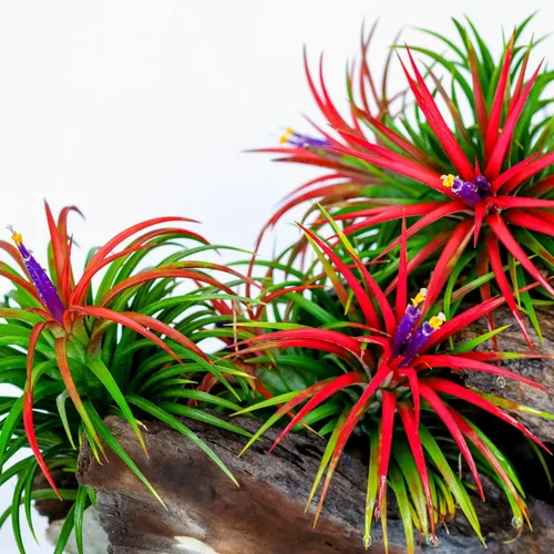 Miniatura 6 de Air Plants Live, 10 plantas de aire de Tillandsia rojas, plantas de interior vivas para cultivar en interiores y exteriores, de 2 a 3 pulgadas