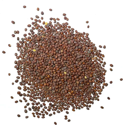 Miniatura 4 de Seed Needs Semillas de rábano para plantar rábanos españoles negros, sin OMG, reliquia y sin tratar, cultiva un huerto cultivado en casa, cultivos