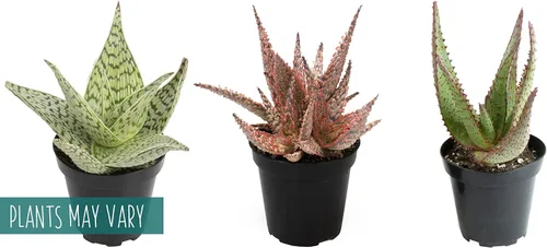 Miniatura 3 de Plantas suculentas de aloe vivo (paquete de 3), plantas suculentas viven en tierra para macetas, plantas suculentas en maceta, plantas vivas de Negro
