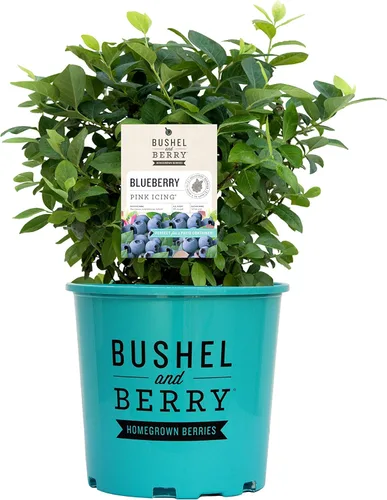 Miniatura 6 de Vaccinium corymbosum 'Bluegold' (HighBush Blueberry) Arbusto comestible, #3 - Contenedor