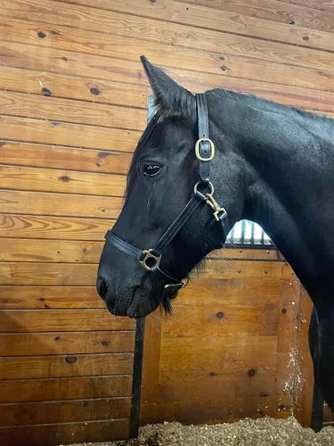 Leaders - Cabestro de cuero para caballos con placa de nombre grabada personalizada, cabestro para caballo, negro/latón