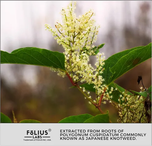 Miniatura 9 de FOLIUS LABS Cápsulas de resveratrol de ultra alta pureza - 99% Trans-Resveratrol - Extracto de Knotweed japonés - Apoya la inmunidad, apoya