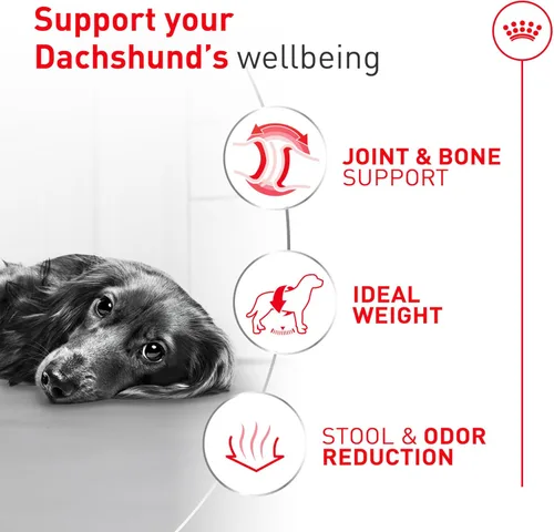 Miniatura 5 de Alimento seco para perros Royal Canin Breed Health Nutrition para Dachshund adulto, bolsa de 10 lb