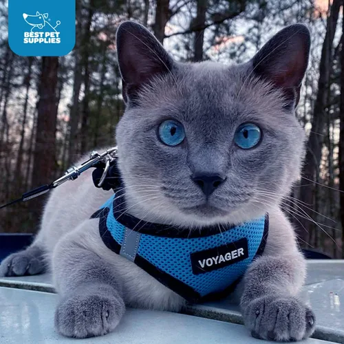 Miniatura 11 de Best Pet Supplies - Arnés de malla para todo tipo de clima, reflectante, antitirones, para perros y gatos pequeños y medianos, con velcro, hebilla
