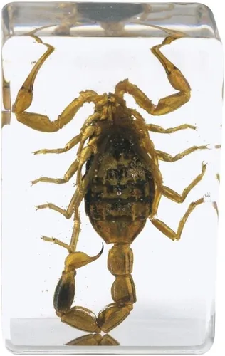 Miniatura 3 de Celestron Bugs 3D reales en resina transparente - Juego de 4 piezas incluye espécimenes de escorpión, cigarrilla, tejedor de orbes y escarabajos