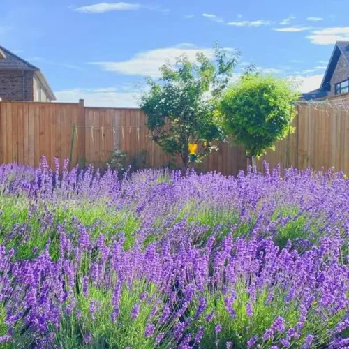 Miniatura 7 de ZEshops 1000 semillas de lavanda – Floraciones de reliquia fragantes sin OMG para plantar al aire libre, plantas perennes aptas para polinizadores