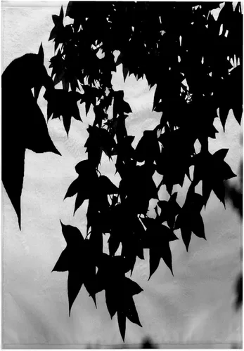 Miniatura 7 de 3dRose Sweet Gum Leaves, Lovely Leaves of the Sweet Gum Tree in Silhouette 11x12 Wash Cloth for Face and Body