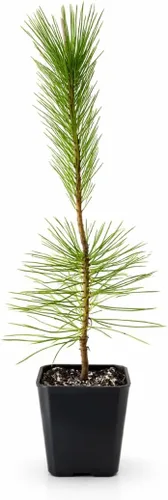Miniatura 2 de My Shelfie - Árbol bonsái de pino negro japonés, árbol bonsái alto, plantas vivas para jardín exterior o interior, maceta de 2 pulgadas