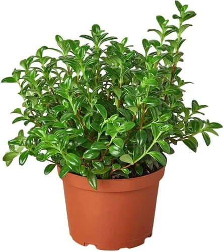 Miniatura 16 de Planta de serpiente Laurentii Sansevieria Trifasciata Planta viva para interior Diferentes plantas de interior en maceta de 4 y 6 pulgadas