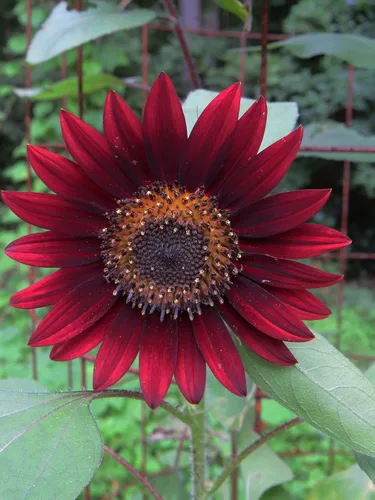 200 semillas de girasol Velvet Queen para plantar. 0.18 oz de semillas. Sin OMG y reliquia. Flor annuus anual cosechada en Estados Unidos para