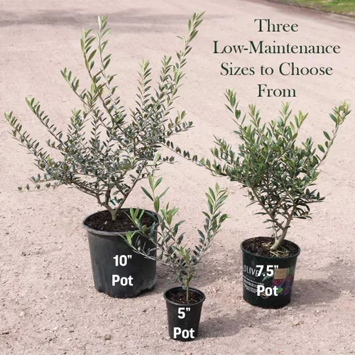 Miniatura 8 de American Plant Exchange - Olivo arbequina – Planta viva en maceta de 5 pulgadas, árbol frutal, variedad comestible resistente al frío