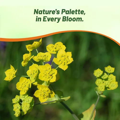 Miniatura 4 de Outsidepride Hare's Ear Bupleurum Seeds – 2000 unidades. Semillas anuales, tolerantes a la sequía y de bajo mantenimiento, semillas de flores