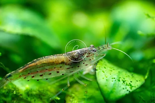 Miniatura 2 de Swimming Creatures™ 10 Camarones Amano Premium de Alta Calidad Caridina para Acuario de Agua Dulce Vivos