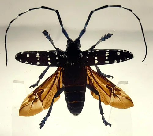 Miniatura 17 de 44mm Hormiga gigante tropical real en resina de lucita transparente cristalina, espécimen preservado Pseudoneoponera Rufipes, taxidermia