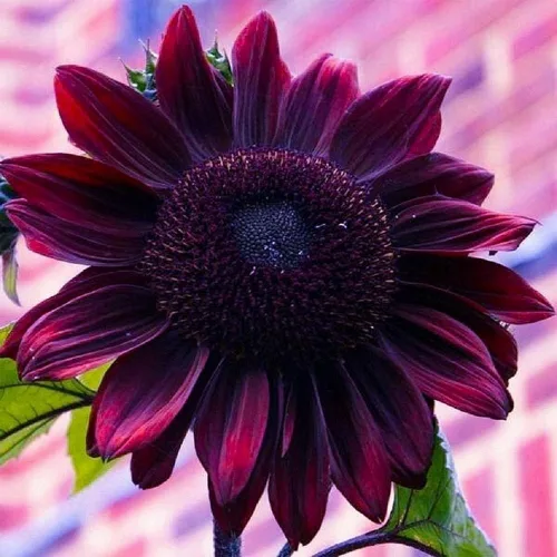 Semillas de girasol para plantar – Planta y cultivar girasoles de cereza de chocolate en casa al aire libre – Instrucciones de plantación para