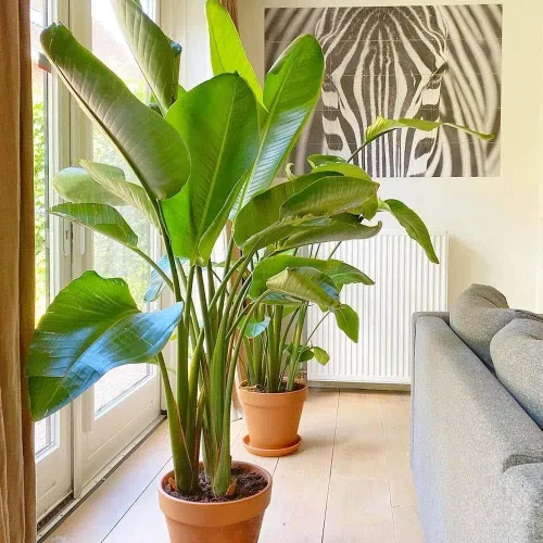 Miniatura 2 de Pájaro blanco del paraíso 3 plantas vivas Strelitzia Nicolai Hermoso ejemplar de follaje raro
