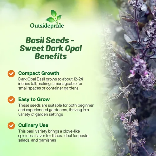 Miniatura 3 de Outsidepride Semillas de albahaca de ópalo oscuro, 1000 piezas anuales de semillas de hierba de albahaca morada, sin OMG, ideales para jardines