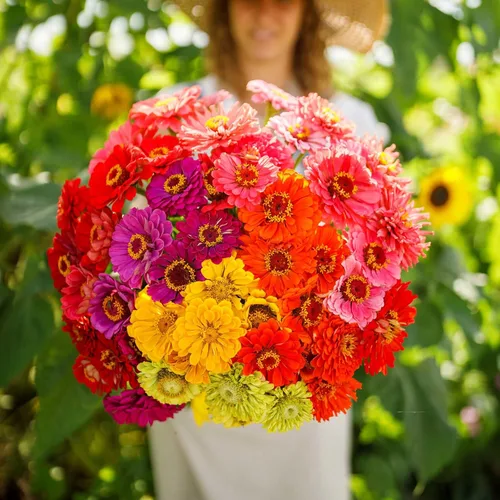 Miniatura 34 de Eden Brothers - Semillas de zinnia, cactus con flores, sin OMG, plantar en primavera, paquete, flores de bajo mantenimiento, zonas 3, 4, 5, 6, 7, 8