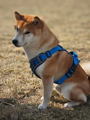 Miniatura 2 de Arnés para perro sin tirones, chaleco para mascotas, con 2 clips para correa, ajustable, reflectante, sin estrangulamiento, chaleco para perro