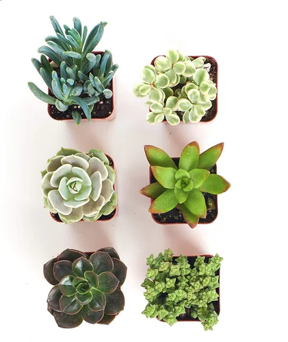 Miniatura 2 de Shop Succulents Colección Can't Touch This Surtido de plantas suculentas y cactus de interior seleccionadas a mano, totalmente arraigadas, paquete