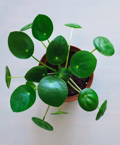 Miniatura 2 de Hermosa planta de dinero chino vivo, en maceta de 4 o 6 pulgadas, planta de panqueques, pilea, planta de la amistad, (maceta de 6 pulgadas)
