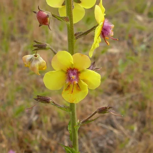 Miniatura 5 de Semillas de gordolobo de polilla (Verbascum blattaria) Más de 50 semillas medicinales de flores silvestres en cápsulas de semillas congeladas
