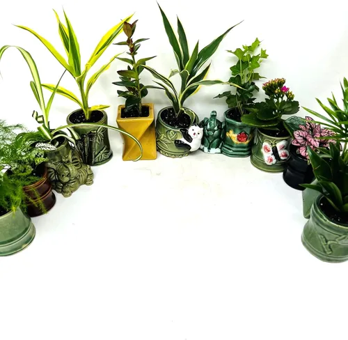 Miniatura 4 de Colección de plantas fáciles de cuidar, paquete de 5 macetas de cerámica de 2 pulgadas, plantas de interior vivas