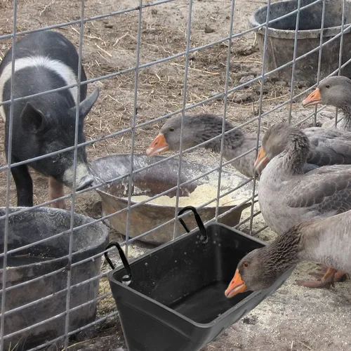 Miniatura 4 de Alimentador de valla colgante para pollo, pato, cabra, cerdo y aves de corral, comedero para pollo, contenedor de alimentación para ganado (negro)