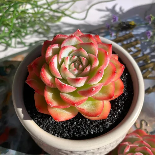Miniatura 17 de Dudleya Gnoma S.W.McCabe Plantas suculentas raras vivas, 5-7 cabezas de 3.5" Raíz desnuda sin maceta y tierra, decoración para jardín