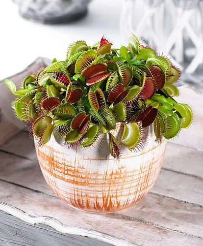 Miniatura 6 de Mezcla de tierra para plantas carnívoras, bolsa de tamaño pequeño de 1 cuarto de galón para trasplantar, todos los ingredientes naturales ideales