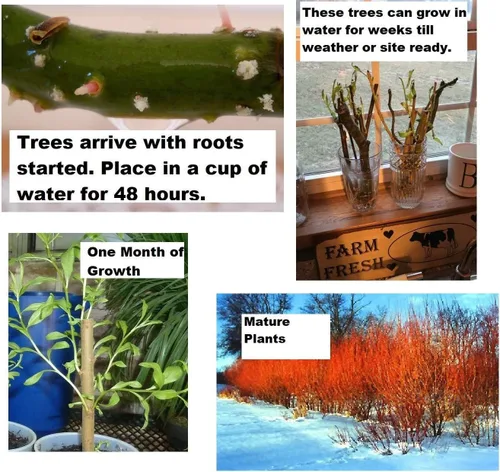 Two Flame Willow Tree - Corteza vibrante de color naranja y rojo - Plantas de árbol vivas únicas y raras - Cultiva 2 árboles de sauce de llama