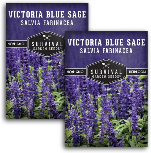 Miniatura 11 de Victoria - Semillas de salvia azul para plantar, semillas de harina de reliquia Salvia Farinacea, flores polinizadoras para bordes y jardines