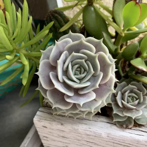 Miniatura 2 de Echeveria Suculents Plantas vivas para plantar, suculentas de Echeveria vivas, plantas de Echeveria vivas, suculentas de Echeveria vivas, suculentas