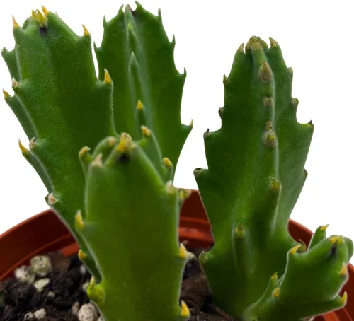 Miniatura 6 de BubbleBlooms Stapelia gigantea, flor gigante de estrella de mar, huernia rara, planta gigante carroñera zulú, maceta de 4 pulgadas