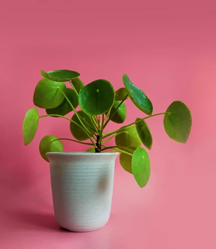 Miniatura 3 de Planta de dinero chino Pilea Peperomioides de 5 a 9 pulgadas Planta OVNI Planta de panqueques de hoja redonda para decoración moderna