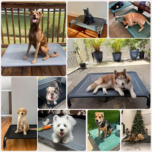 Miniatura 7 de Cama Elevada para Perros Catre Elevado para Perros al Aire Libre para Perros Medianos, la Instalación No Requiere Herramientas, Marco con Malla