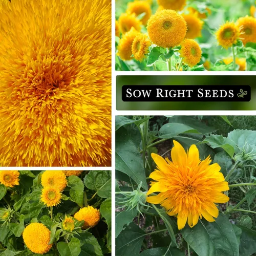Miniatura 4 de Sow Right Seeds - Semillas de girasol enano Sungold para plantar - Paquete de reliquia sin OMG con instrucciones para cultivar - Variedad corta