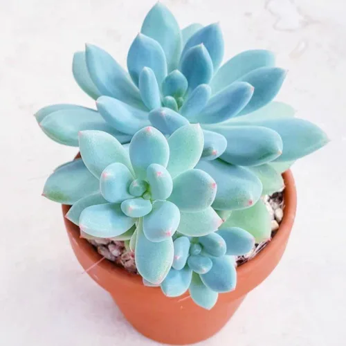 Planta suculenta viva, planta suculenta viva para interiores y exteriores, maceta de 2 pulgadas, planta de interior decorativa de bajo mantenimiento