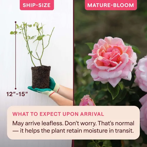Miniatura 2 de Rosas trepadoras de reliquia, planta de raíz propia viva para jardín al aire libre, Aloha, muy fragantes, zonas de rusticidad 5 a 10, floración