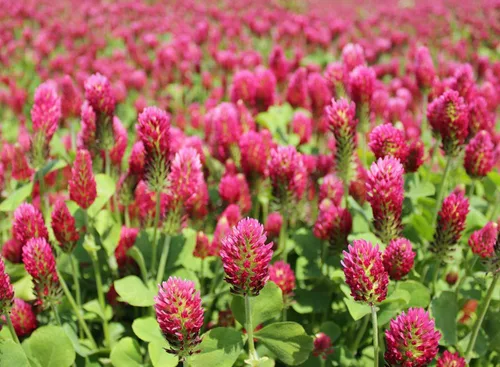 Miniatura 4 de TomorrowSeeds - Crimson Clover Seeds - 1 Pound - for 2025 Planting USA Garden Flower Italian Blood Red Clovers Winter Annual Cover Crop Non-GMO