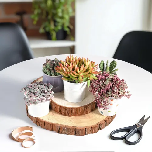 Miniatura 4 de Suculentas vivas Sedum Adolphi 'Firestorm' (10 cm), plantas suculentas totalmente enraizadas en macetas con tierra, planta de interior de fácil