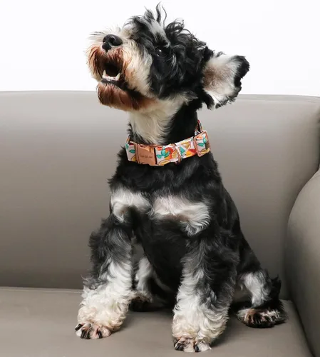 Miniatura 3 de Unique style paws - Collar para perro con hebilla de metal, naranja, duradero, lindo collar para perros pequeños, medianos y grandes