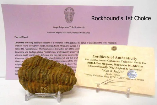 Fósil trilobite de calimeno muy grande genuino de la región anti-Atlas de Marruecos, N.Africa con soporte de exhibición acrílico gratuito, hoja