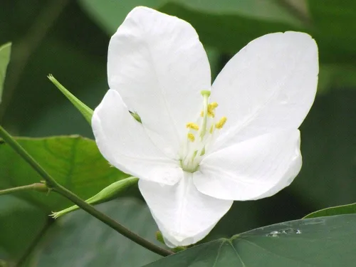 Miniatura 2 de Bauhinia acuminata Enano Orquídea blanca y nevada 5_Seeds
