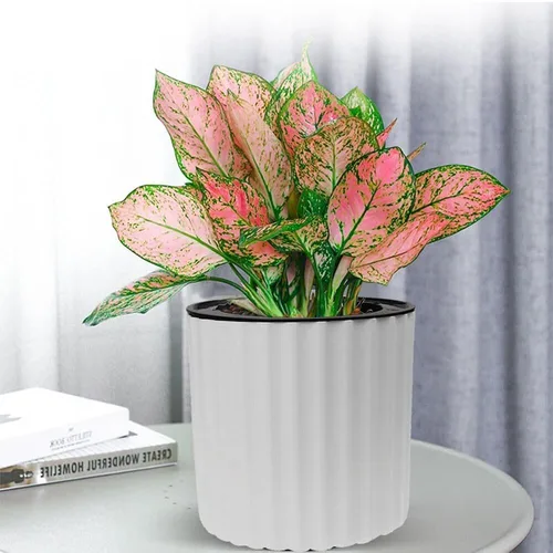 Miniatura 4 de MUZHI Maceta de orquídea con red y agujeros, maceta de riego automático redonda para plantas de interior y flores, 3 juegos, color blanco
