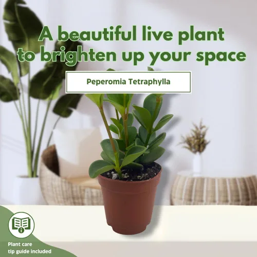 Miniatura 3 de BubbleBlooms Peperomia Hope in a 2 inch Pot Trailing Jade peperomia rotundifolia Tiny Mini Pixie Plant