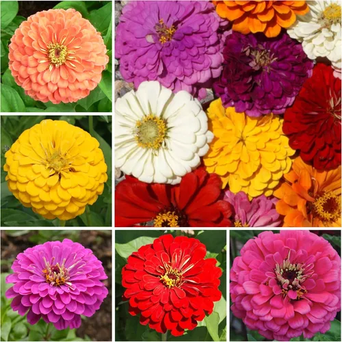 Miniatura 6 de Seed Needs California Giants - Semillas de zinnia – 250 semillas tradicionales para plantar Zinnia elegans – Cultiva flores anuales polinizadas