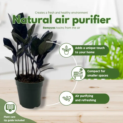 Miniatura 8 de BubbleBlooms ZZ negro, 4 pulgadas Raven Zamioculcas Zamiifolia Dowon Jet-Black