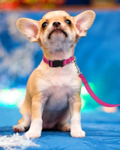 Miniatura 8 de Collar de perro reflectante con hebilla ajustable de nailon de seguridad para perros pequeños, medianos y grandes, rosa M Rosa caliente